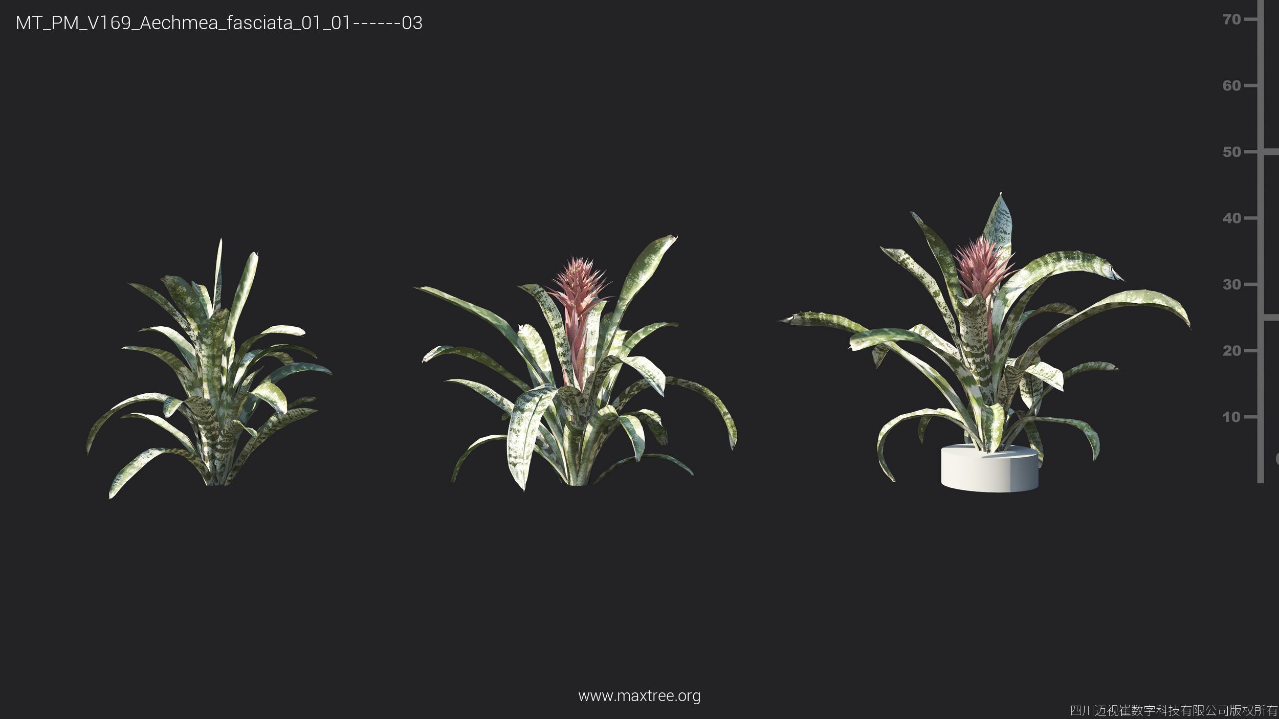 Maxtree Plant Models Vol 169 - Mesh 3D model_8