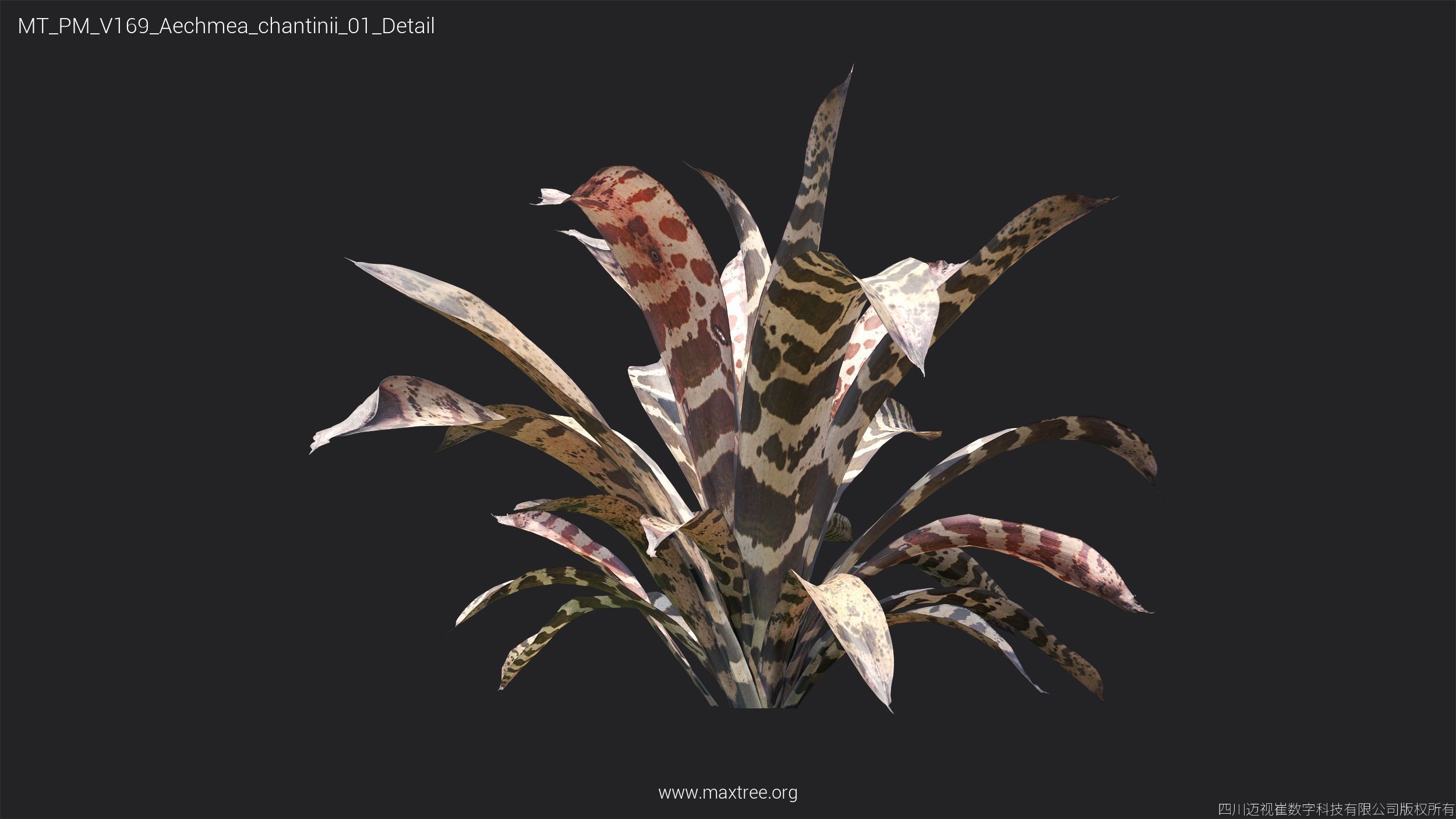 Maxtree Plant Models Vol 169 - Mesh 3D model_7