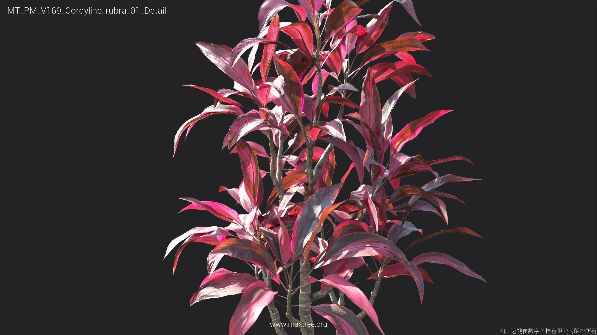 Maxtree Plant Models Vol 169 - Mesh 3D model_25