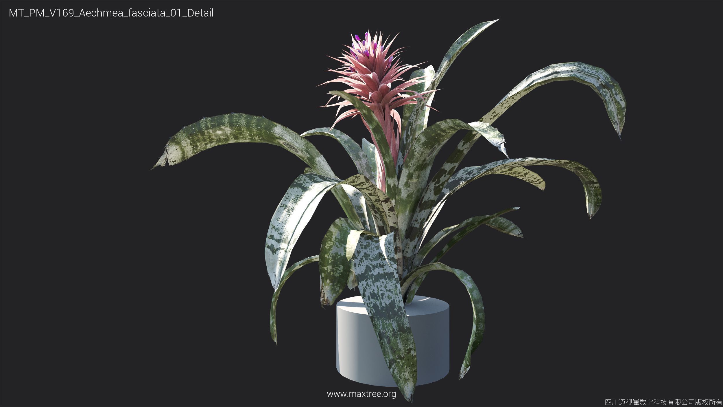 Maxtree Plant Models Vol 169 - Mesh 3D model_10