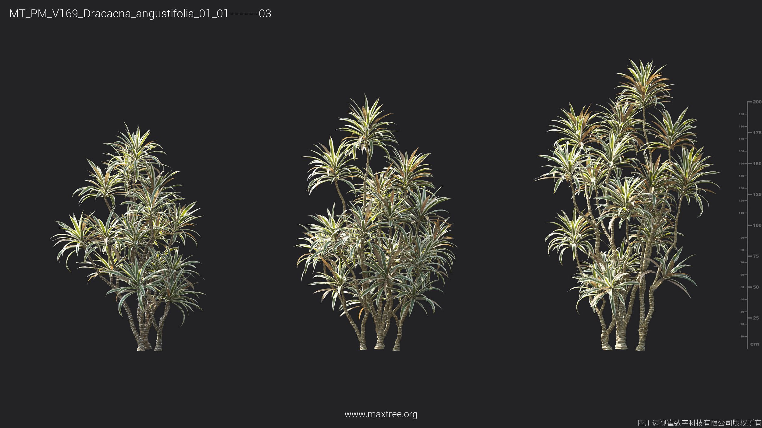 Maxtree Plant Models Vol 169 - Mesh 3D model_33