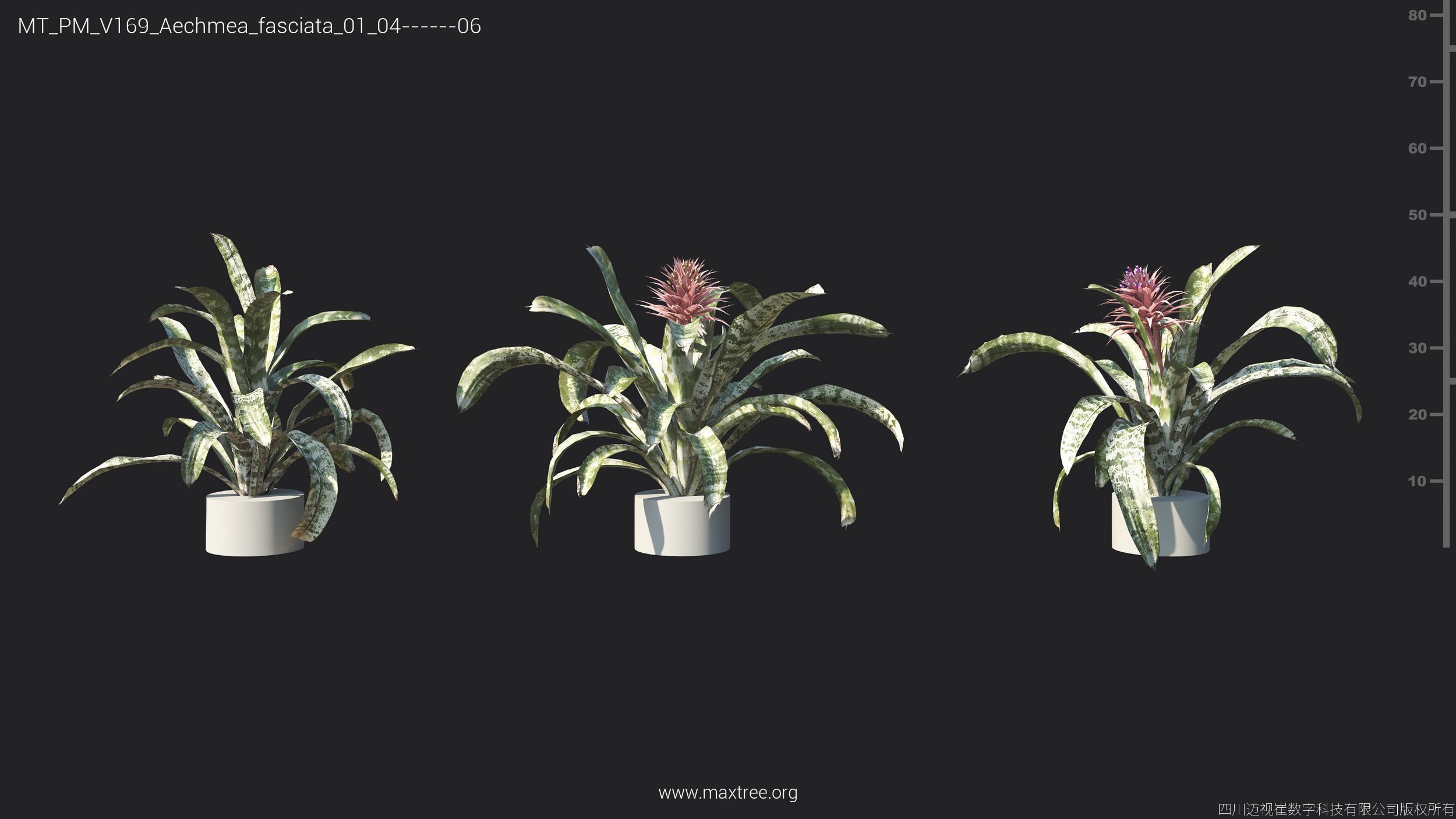 Maxtree Plant Models Vol 169 - Mesh 3D model_9