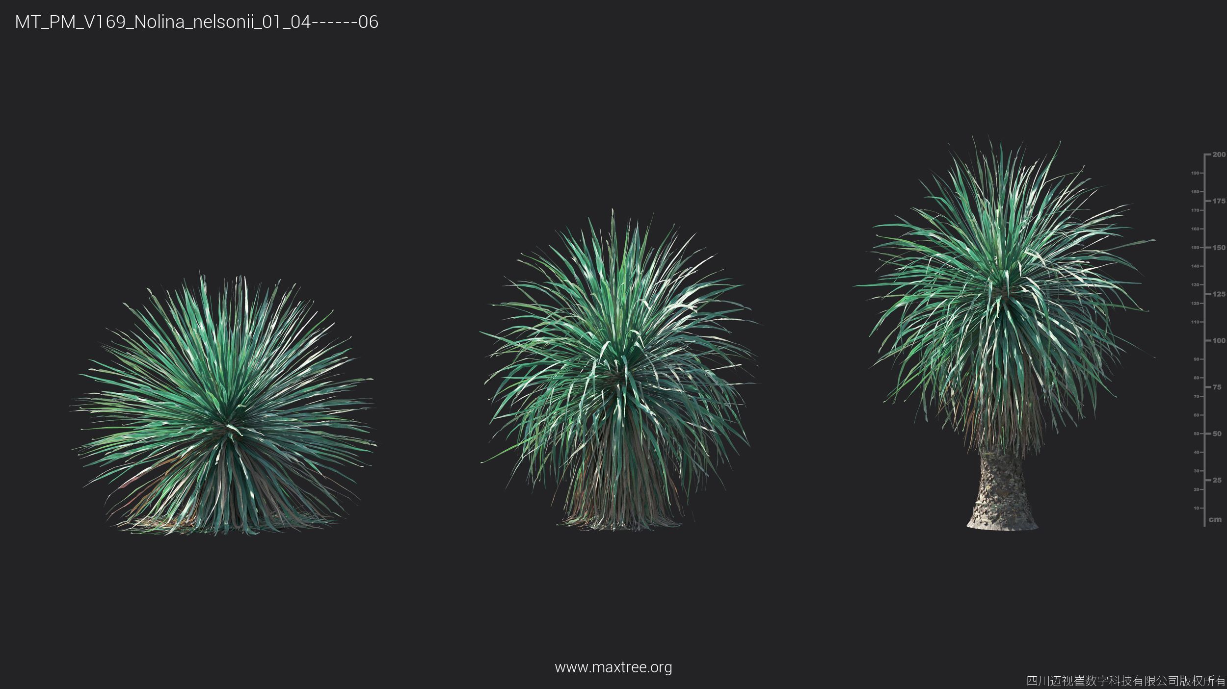 Maxtree Plant Models Vol 169 - Mesh 3D model_30