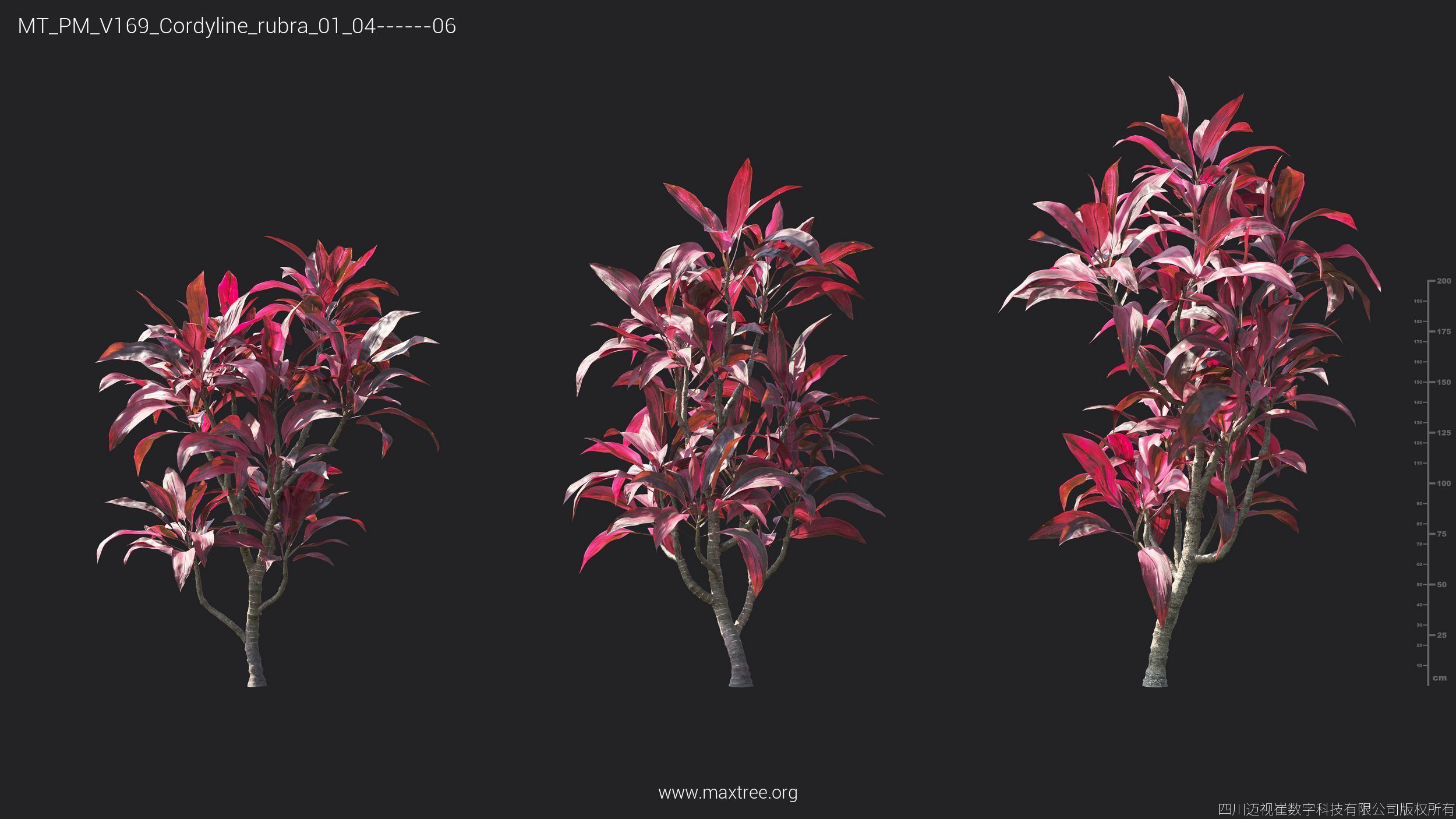 Maxtree Plant Models Vol 169 - Mesh 3D model_23