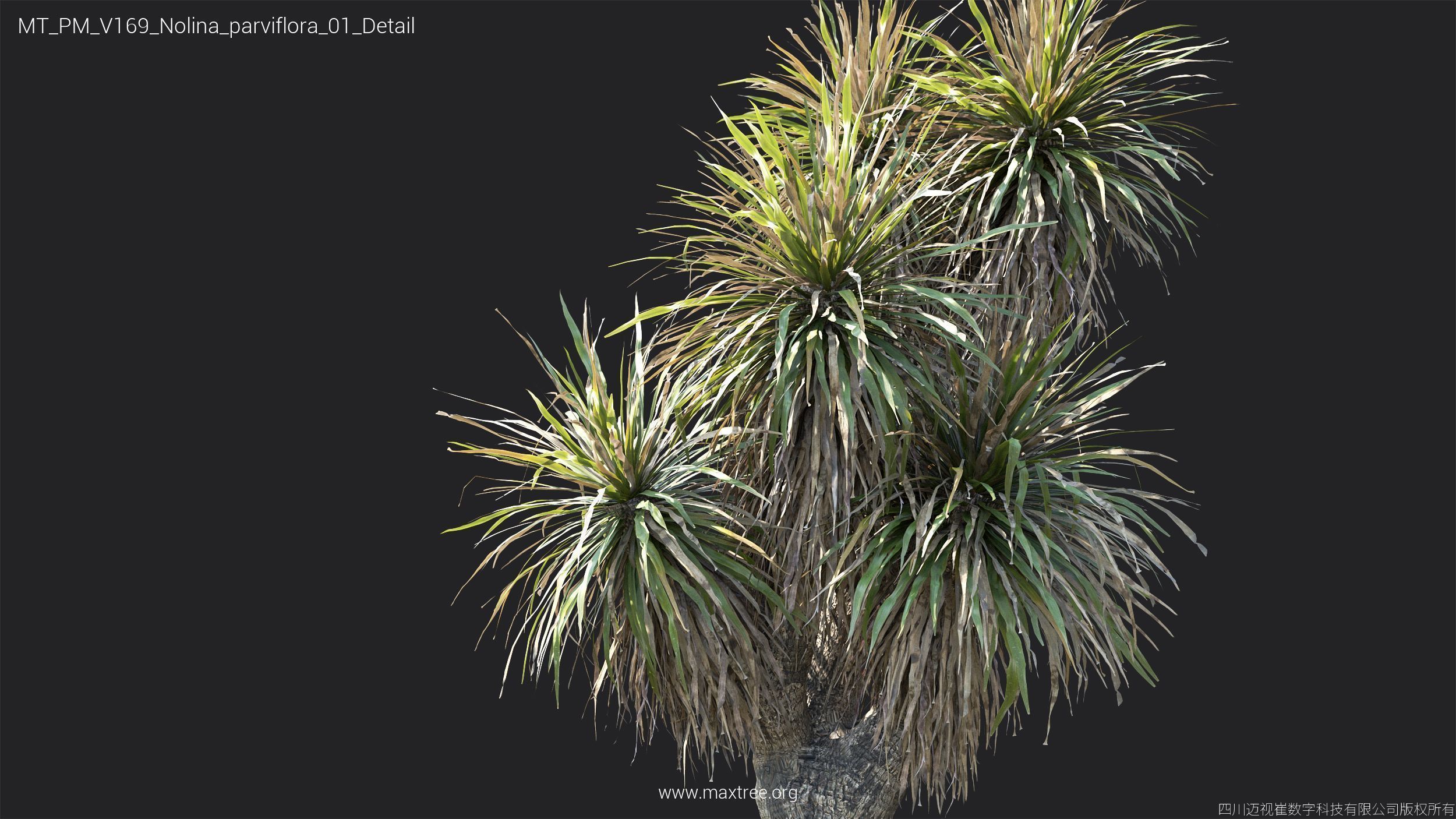 Maxtree Plant Models Vol 169 - Mesh 3D model_37