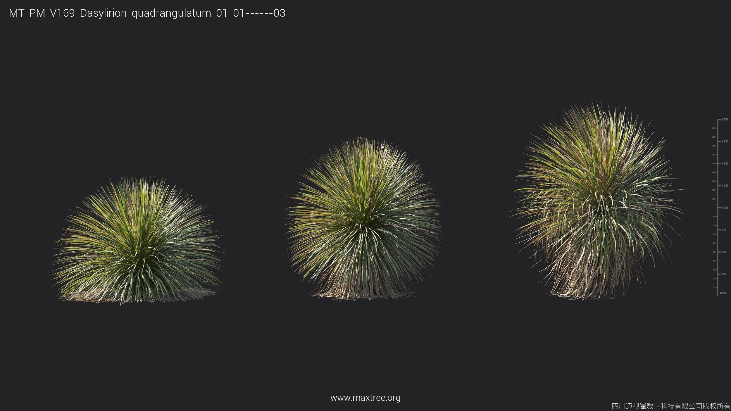 Maxtree Plant Models Vol 169 - Mesh 3D model_27