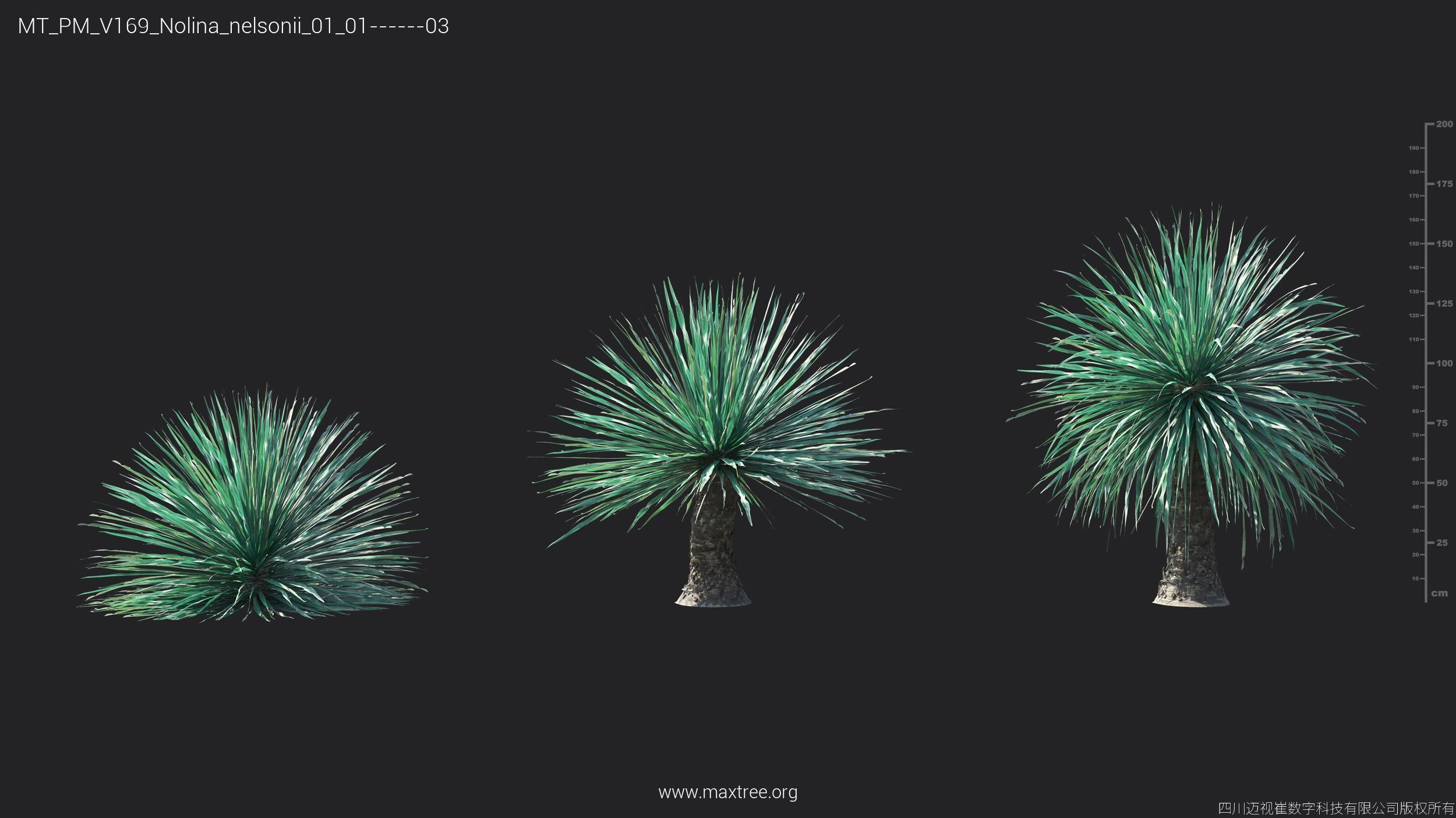 Maxtree Plant Models Vol 169 - Mesh 3D model_29