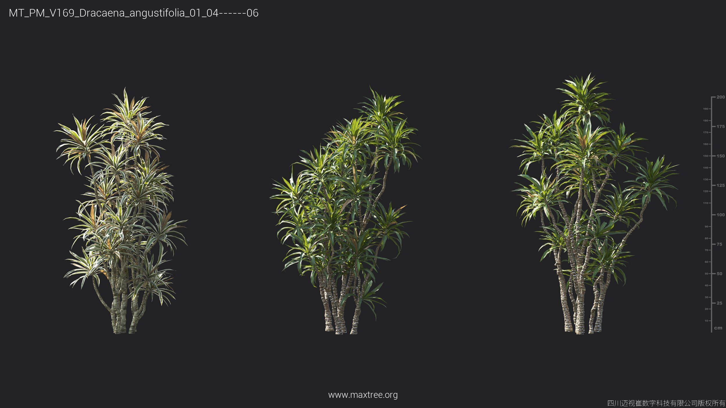 Maxtree Plant Models Vol 169 - Mesh 3D model_32