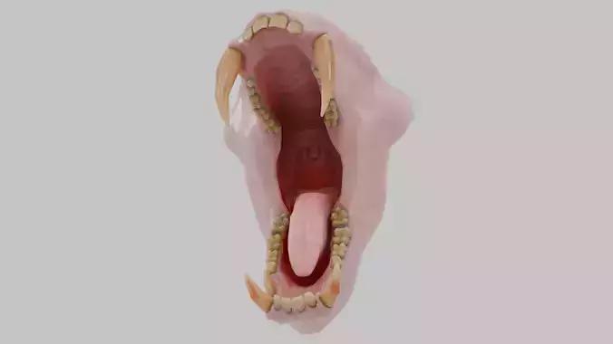 Monkey Mandrill Teeth Low-poly 3D model