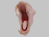 Monkey Mandrill Teeth Low-poly 3D model_1
