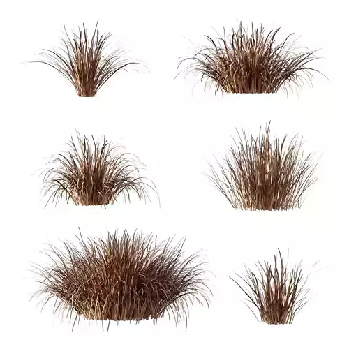 Carex Elata Aurea Grass 04