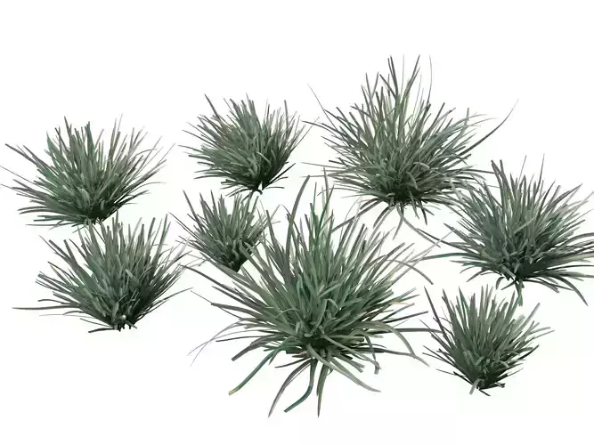 High-Low Poly - Lomandra filiformis Savanna Blue-Wattle Mat-Rush Low-poly 3D model