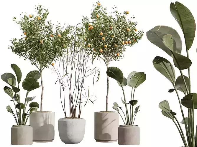 AV Indoor Plants Set 273 Banana Orange Ficus