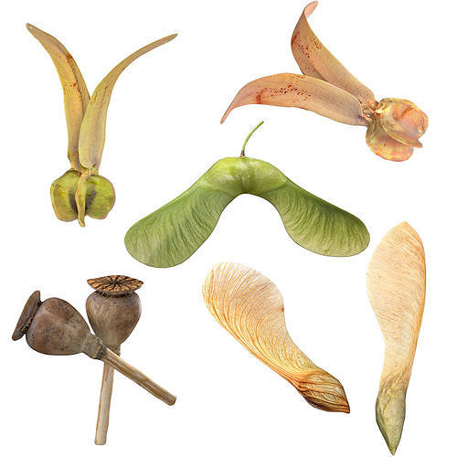 Poppy Maple and Flying Seed Low-poly 3D model