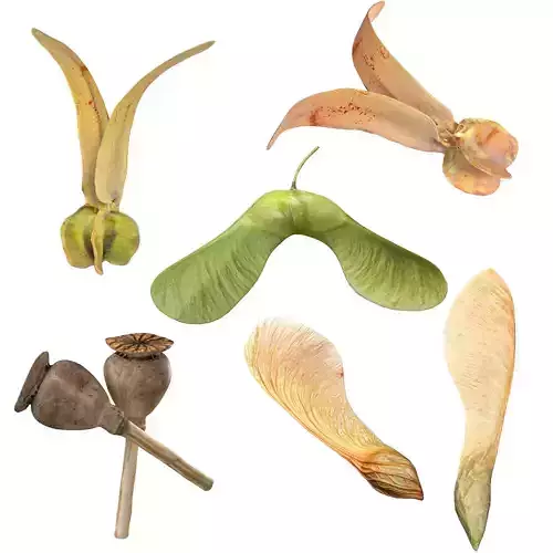 Poppy Maple and Flying Seed Low-poly 3D model