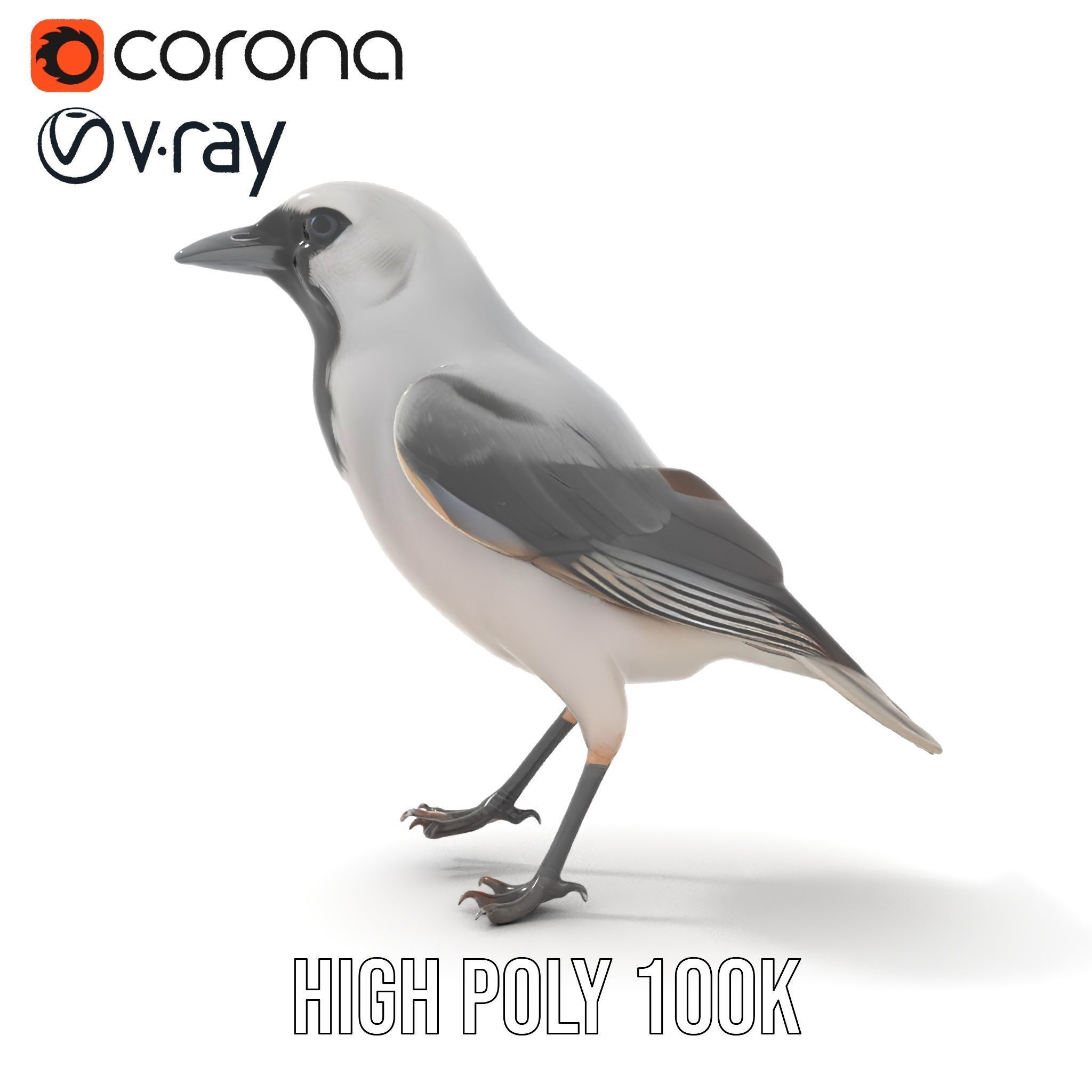 Grey Bird Model Pack for Realistic Simulation Low-poly 3D model_24