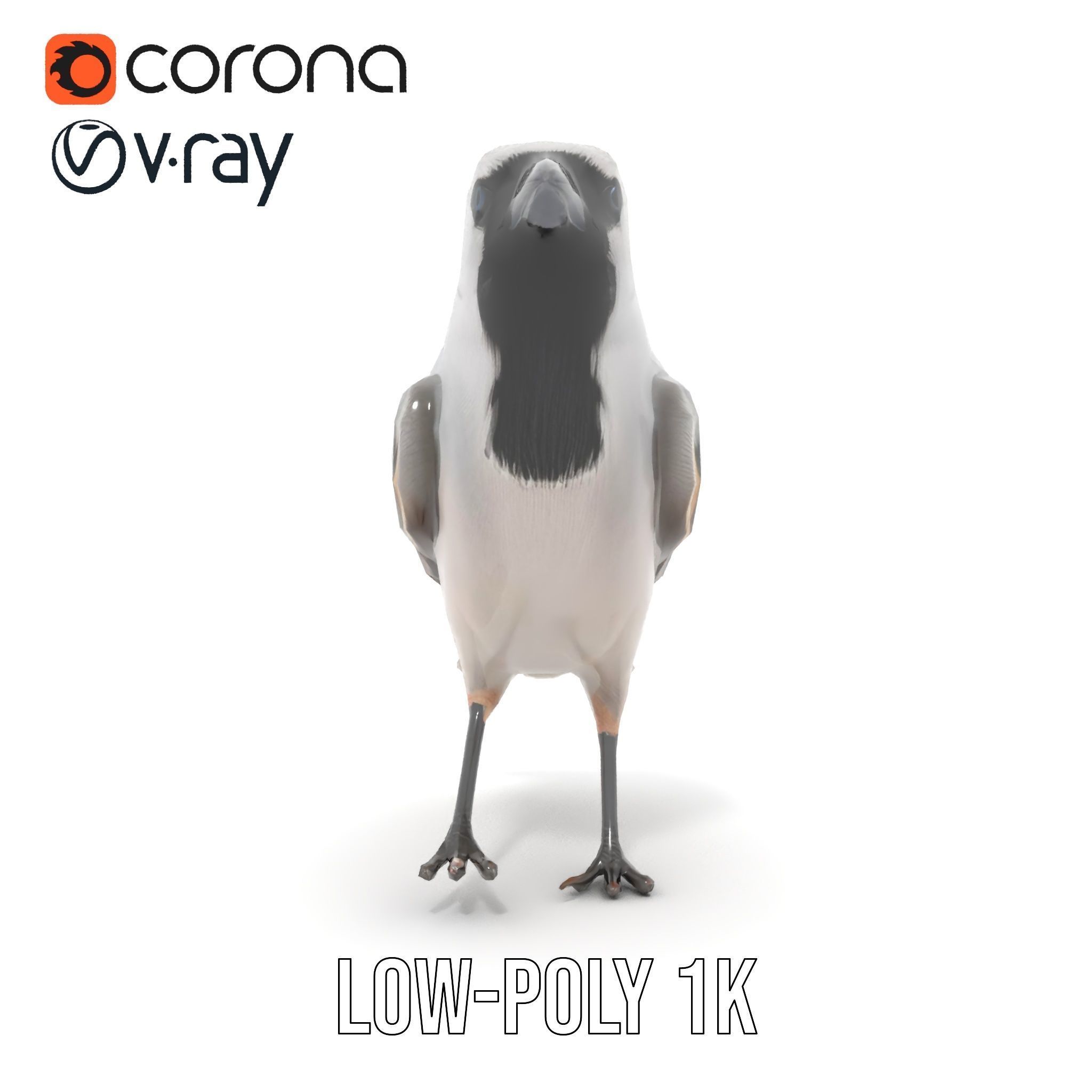 Grey Bird Model Pack for Realistic Simulation Low-poly 3D model_23