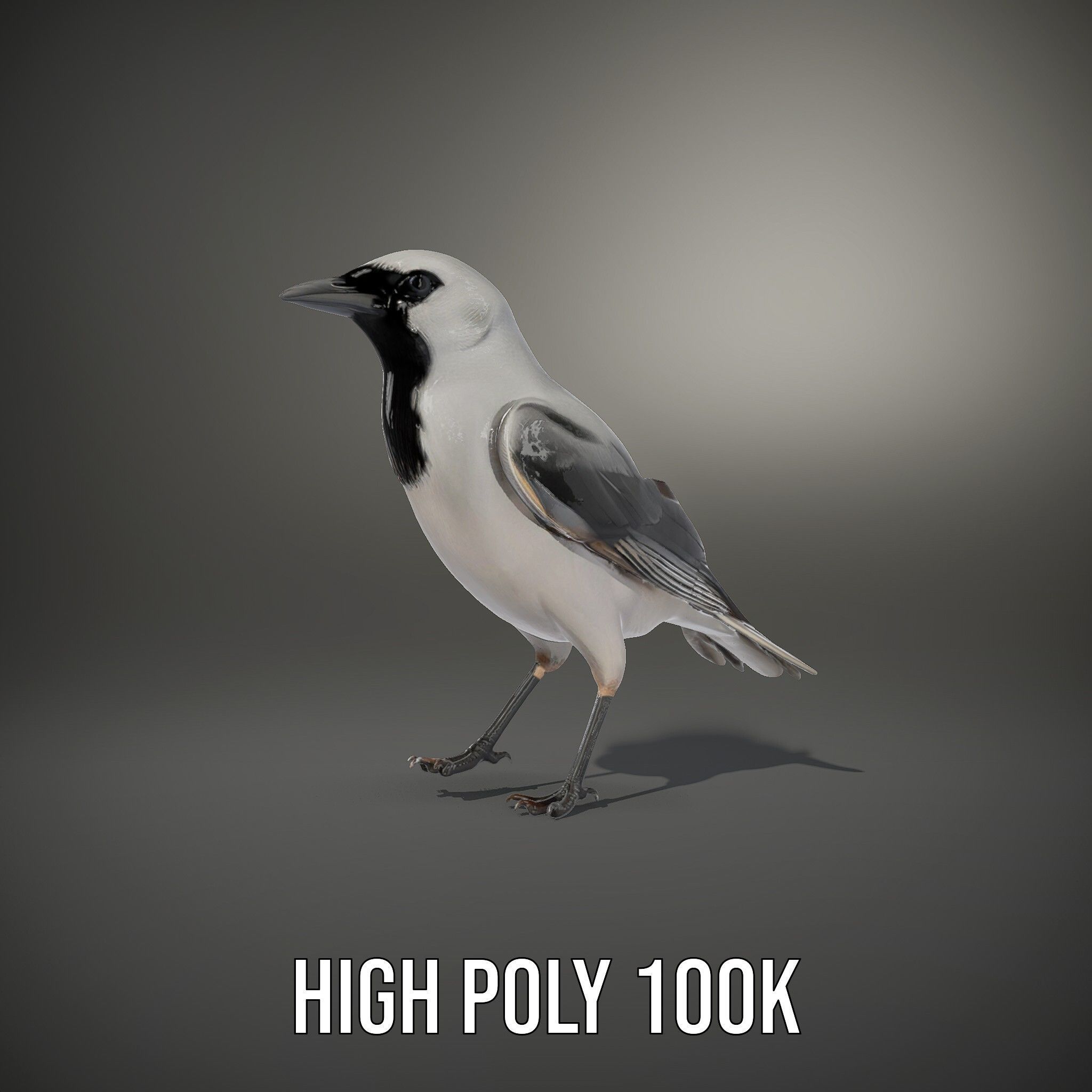 Grey Bird Model Pack for Realistic Simulation Low-poly 3D model_9
