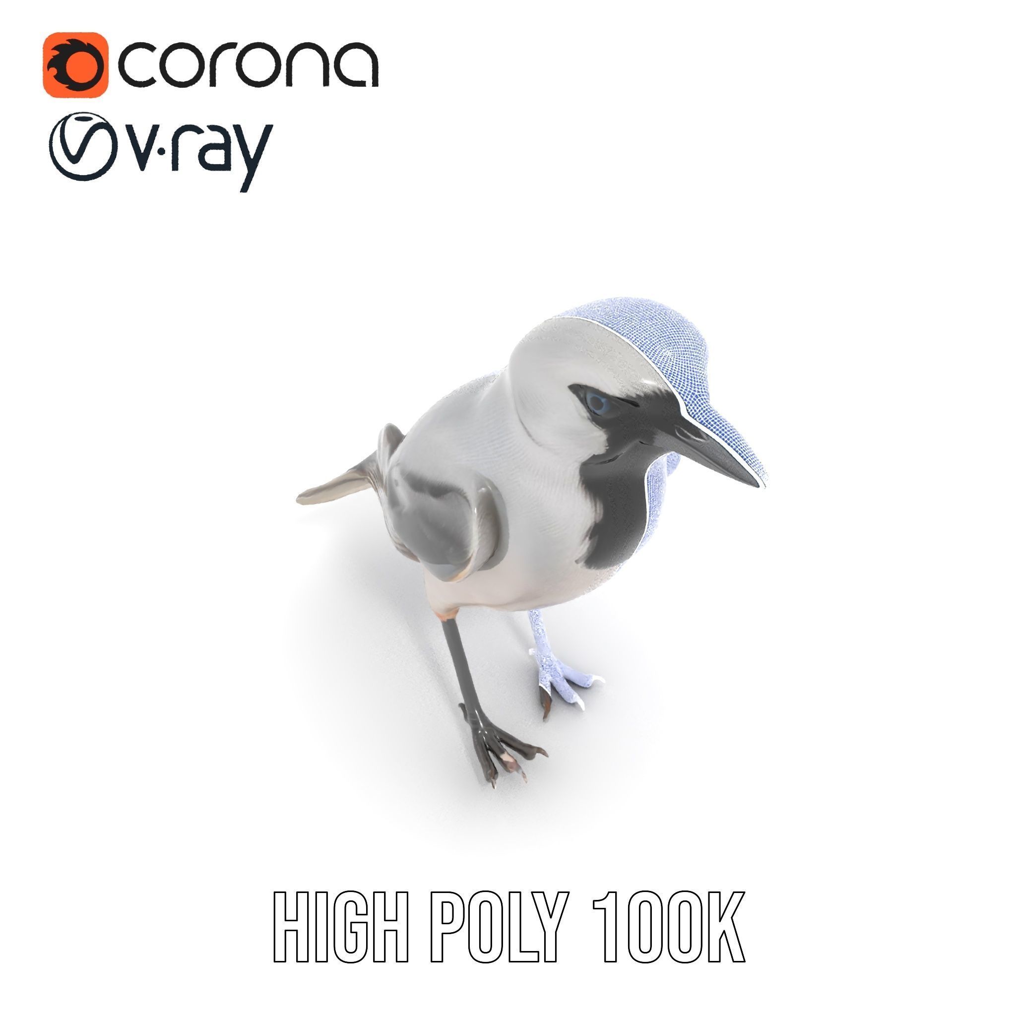 Grey Bird Model Pack for Realistic Simulation Low-poly 3D model_30