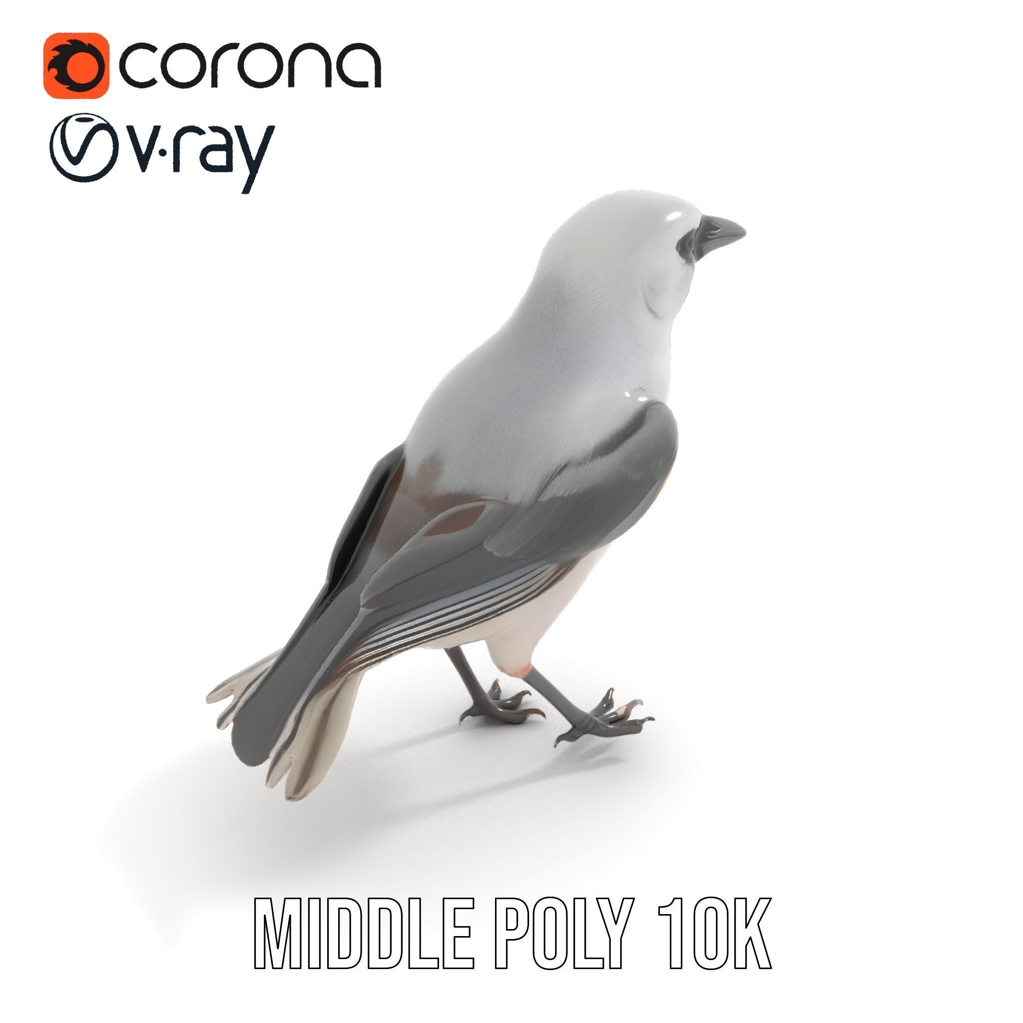 Grey Bird Model Pack for Realistic Simulation Low-poly 3D model_6