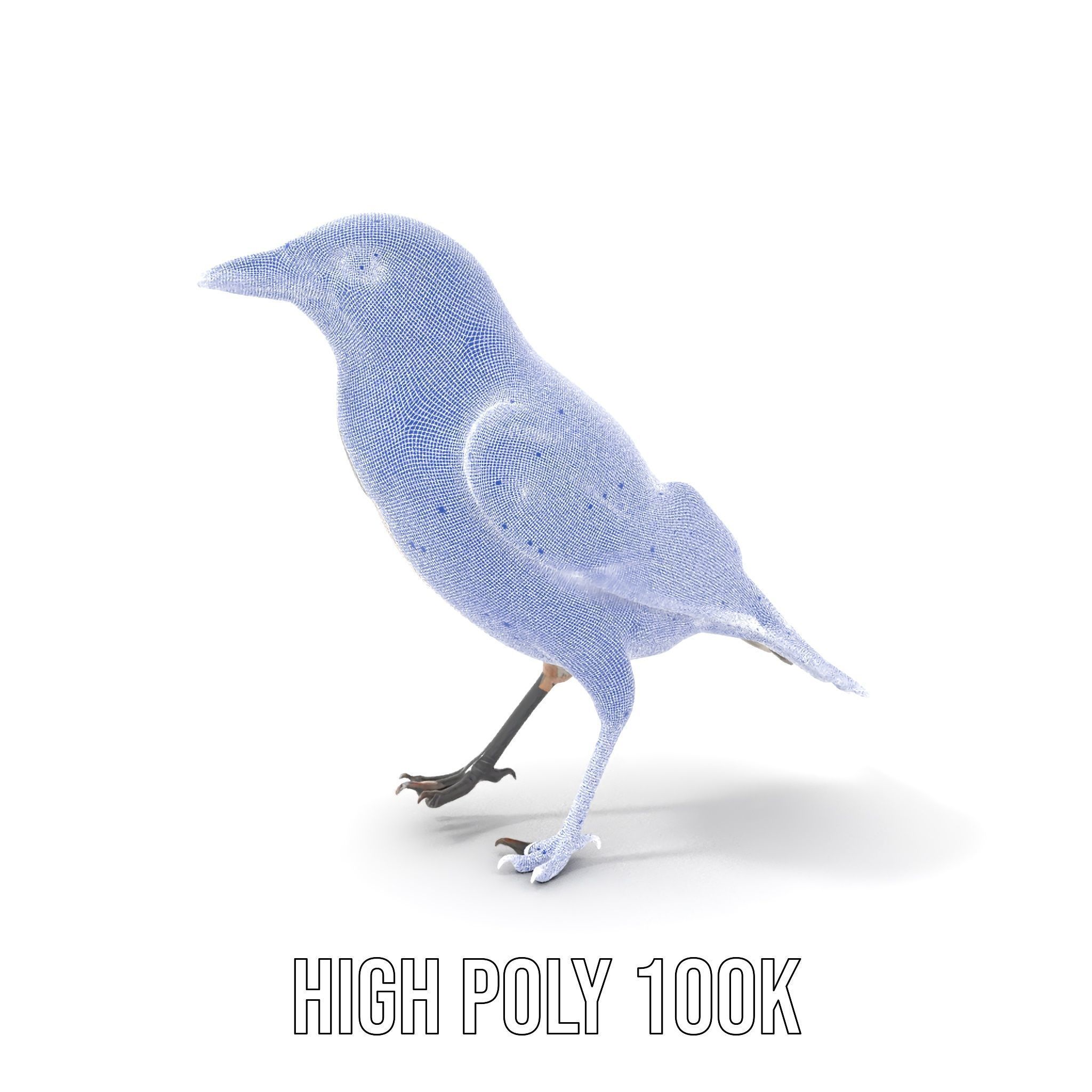 Grey Bird Model Pack for Realistic Simulation Low-poly 3D model_5