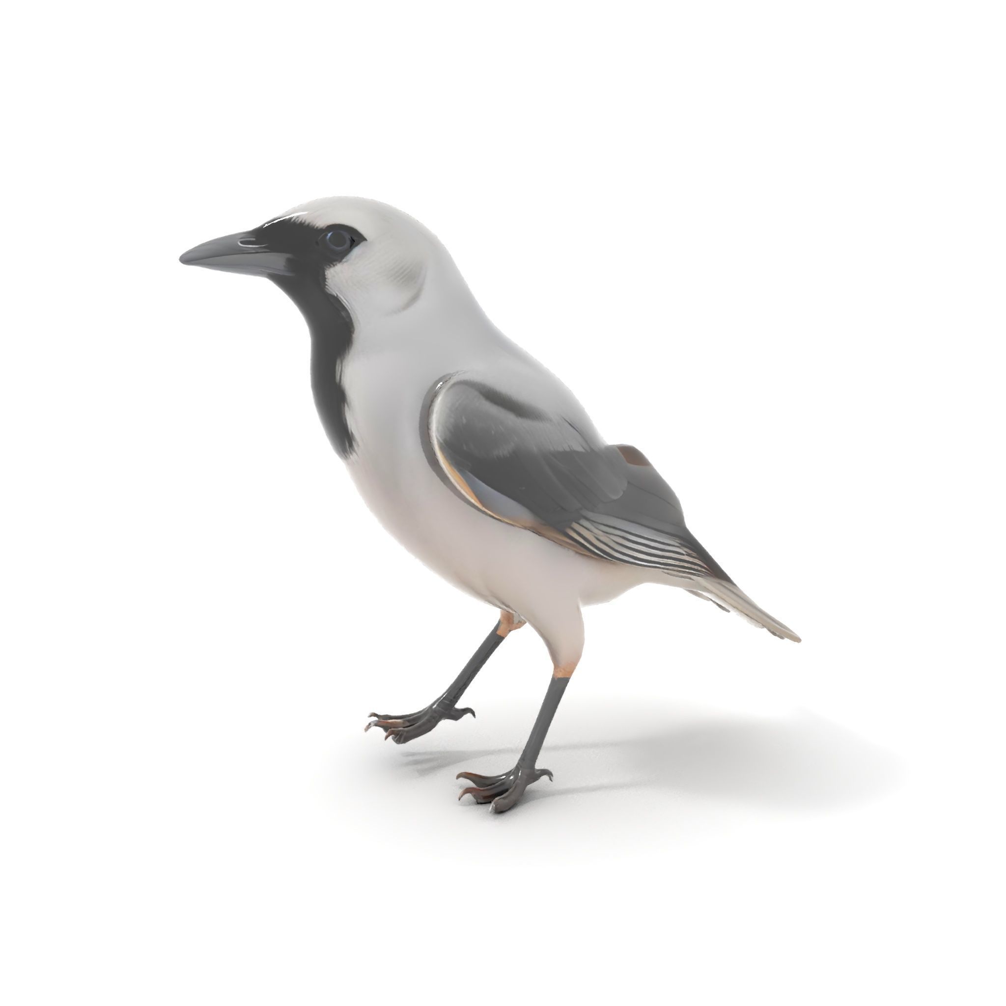 Grey Bird Model Pack for Realistic Simulation Low-poly 3D model_7