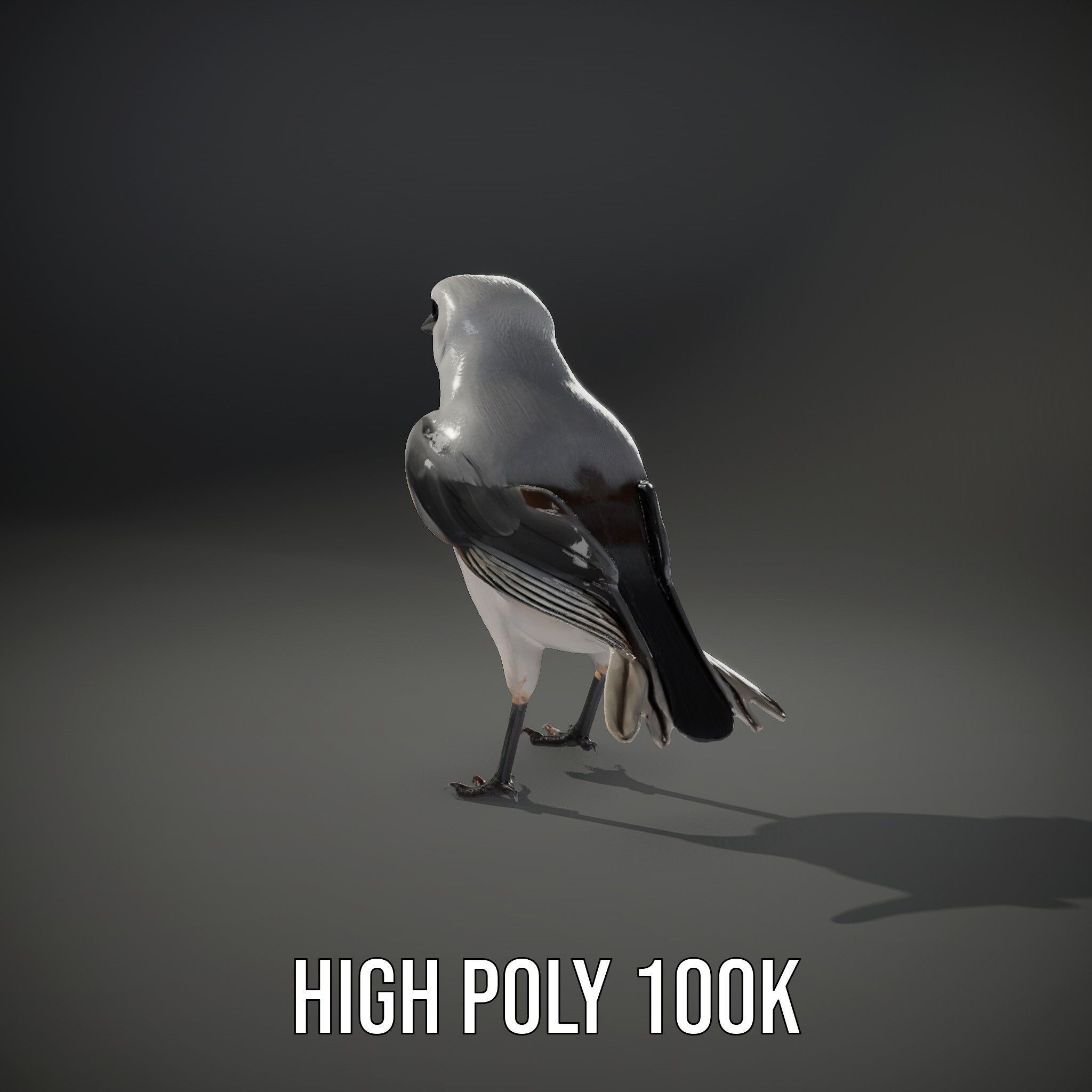 Grey Bird Model Pack for Realistic Simulation Low-poly 3D model_11