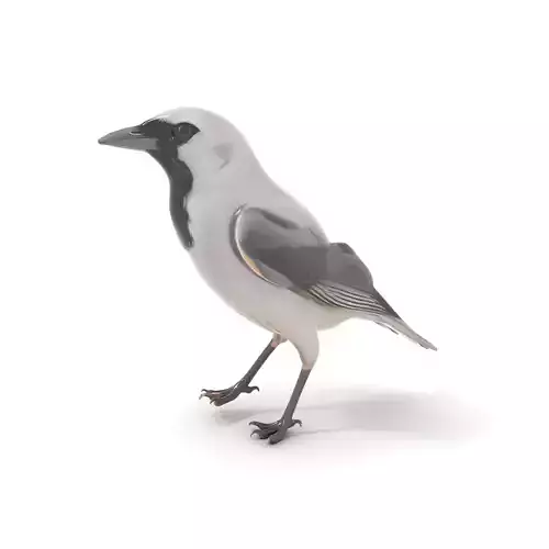 Grey Bird Model Pack for Realistic Simulation Low-poly 3D model