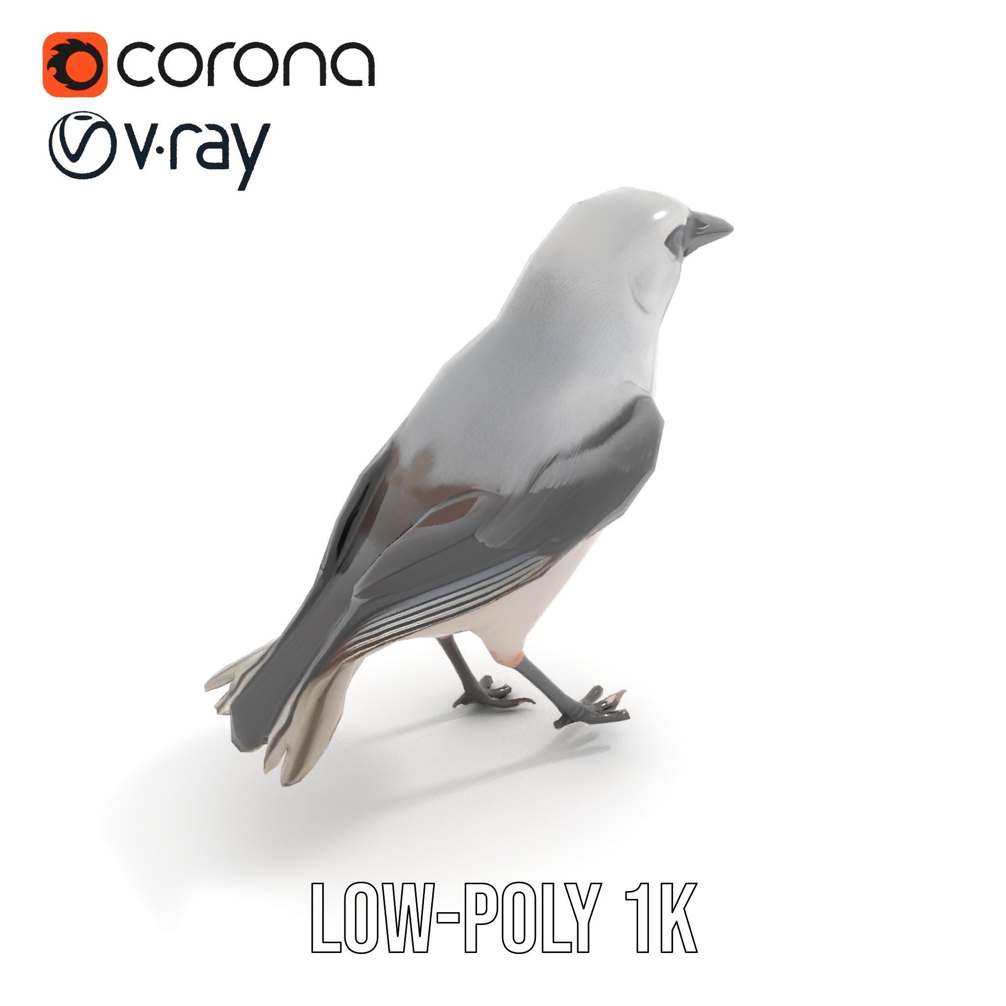 Grey Bird Model Pack for Realistic Simulation Low-poly 3D model_13