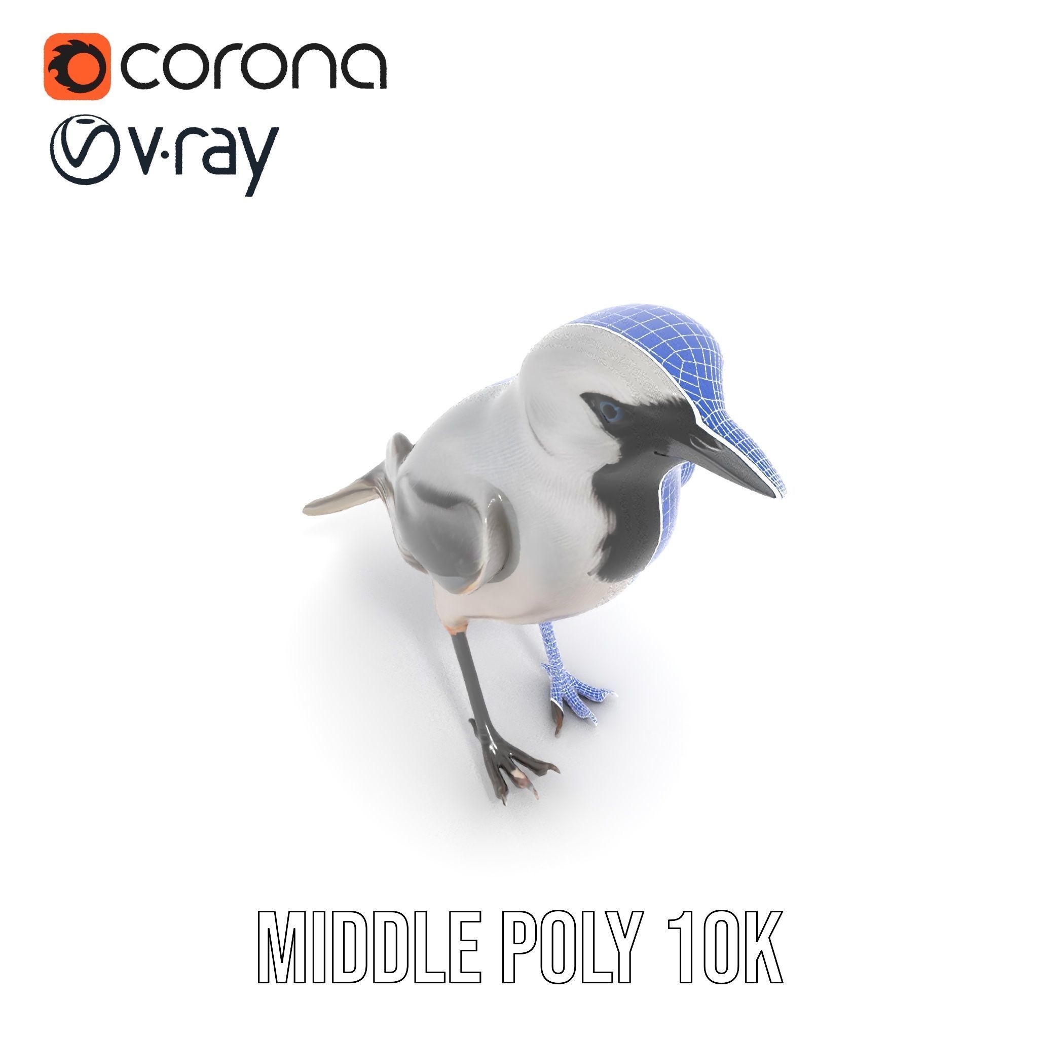 Grey Bird Model Pack for Realistic Simulation Low-poly 3D model_28