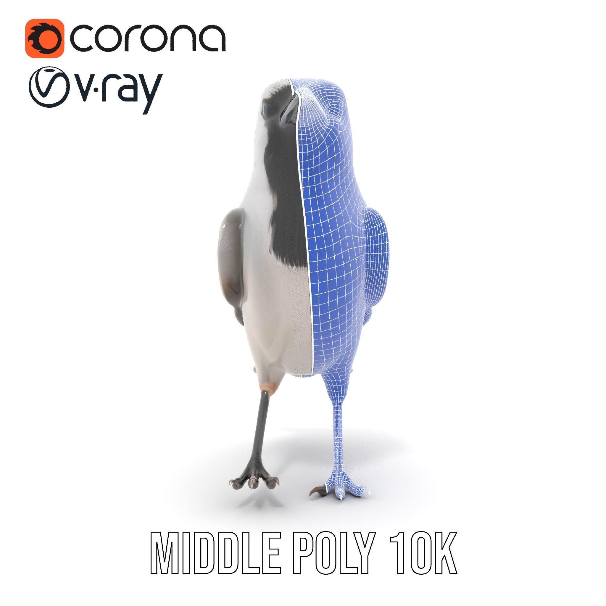 Grey Bird Model Pack for Realistic Simulation Low-poly 3D model_16