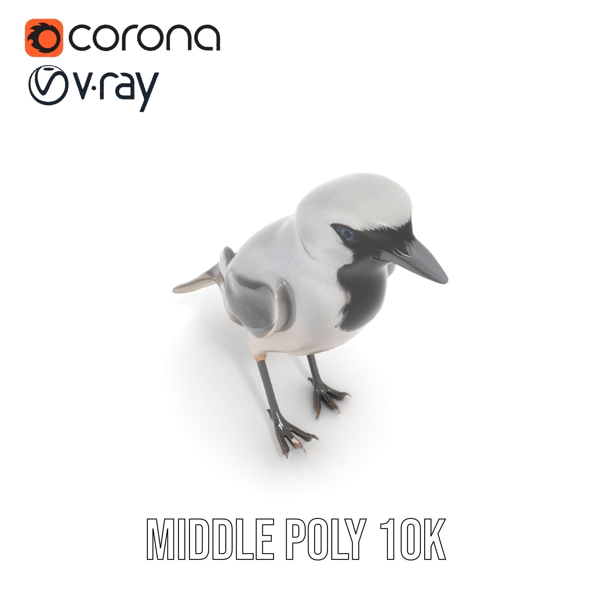 Grey Bird Model Pack for Realistic Simulation Low-poly 3D model_12