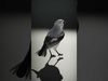 Grey Bird Model Pack for Realistic Simulation Low-poly 3D model_2