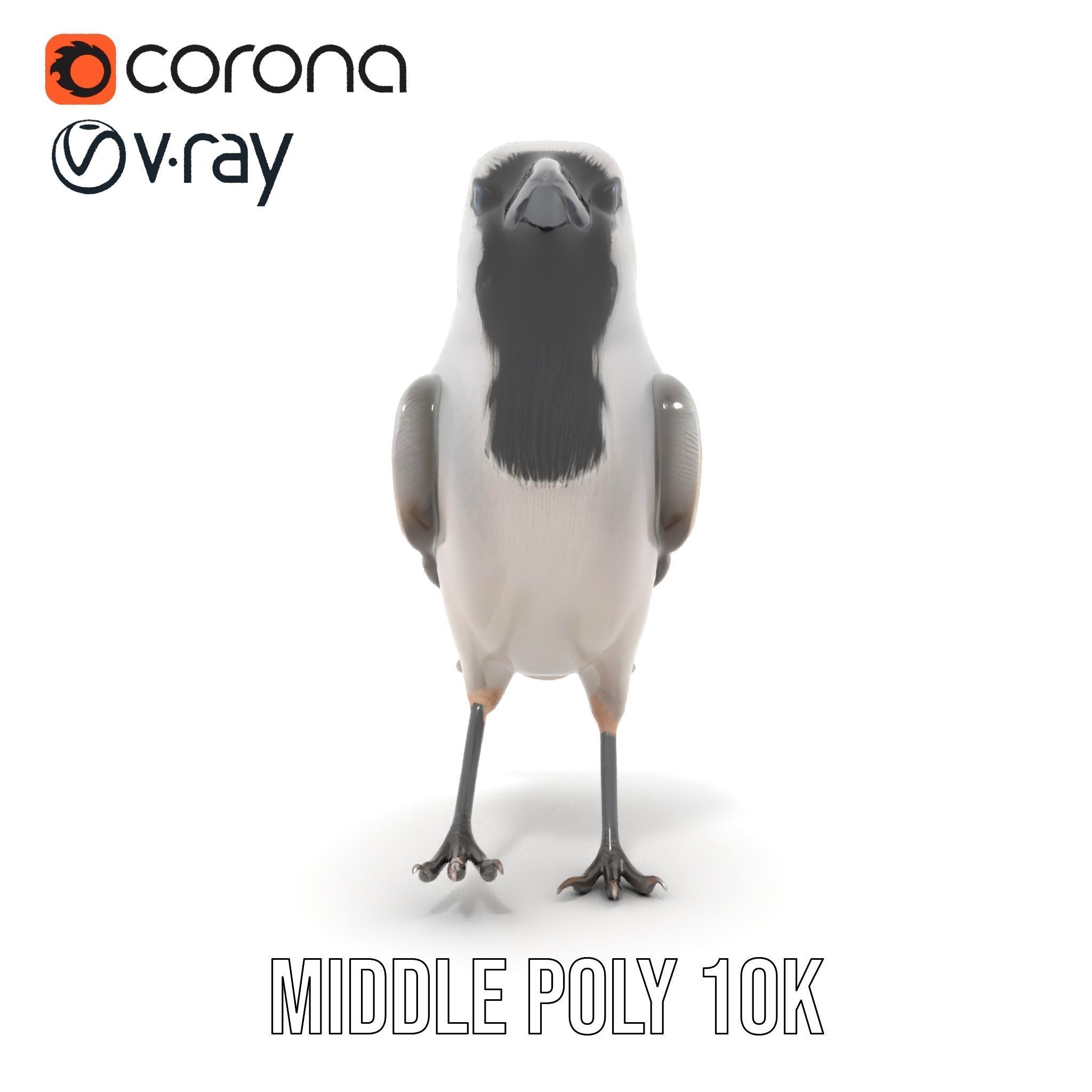 Grey Bird Model Pack for Realistic Simulation Low-poly 3D model_19