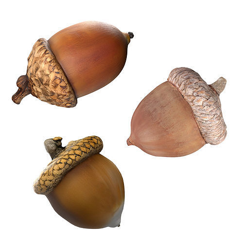 Acorn set  Low-poly 3D model