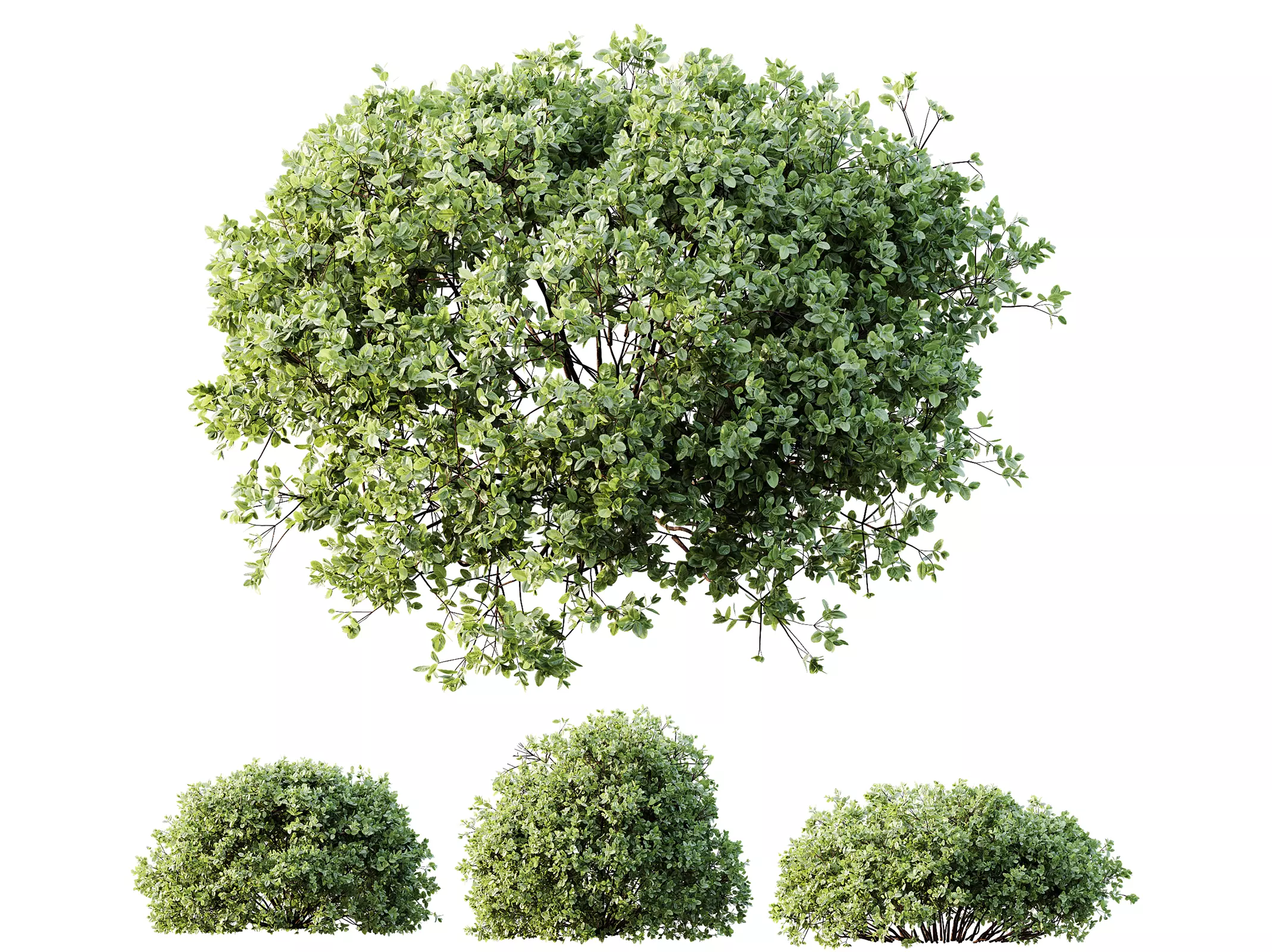 AV Plant Pittosporum Tobira Shrub Buxus Cheesewood02 3D model_0