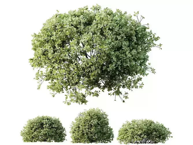 AV Plant Pittosporum Tobira Shrub Buxus Cheesewood02 3D model AV Plant Pittosporum Tobira Shrub Buxus Cheesewood02 3D model