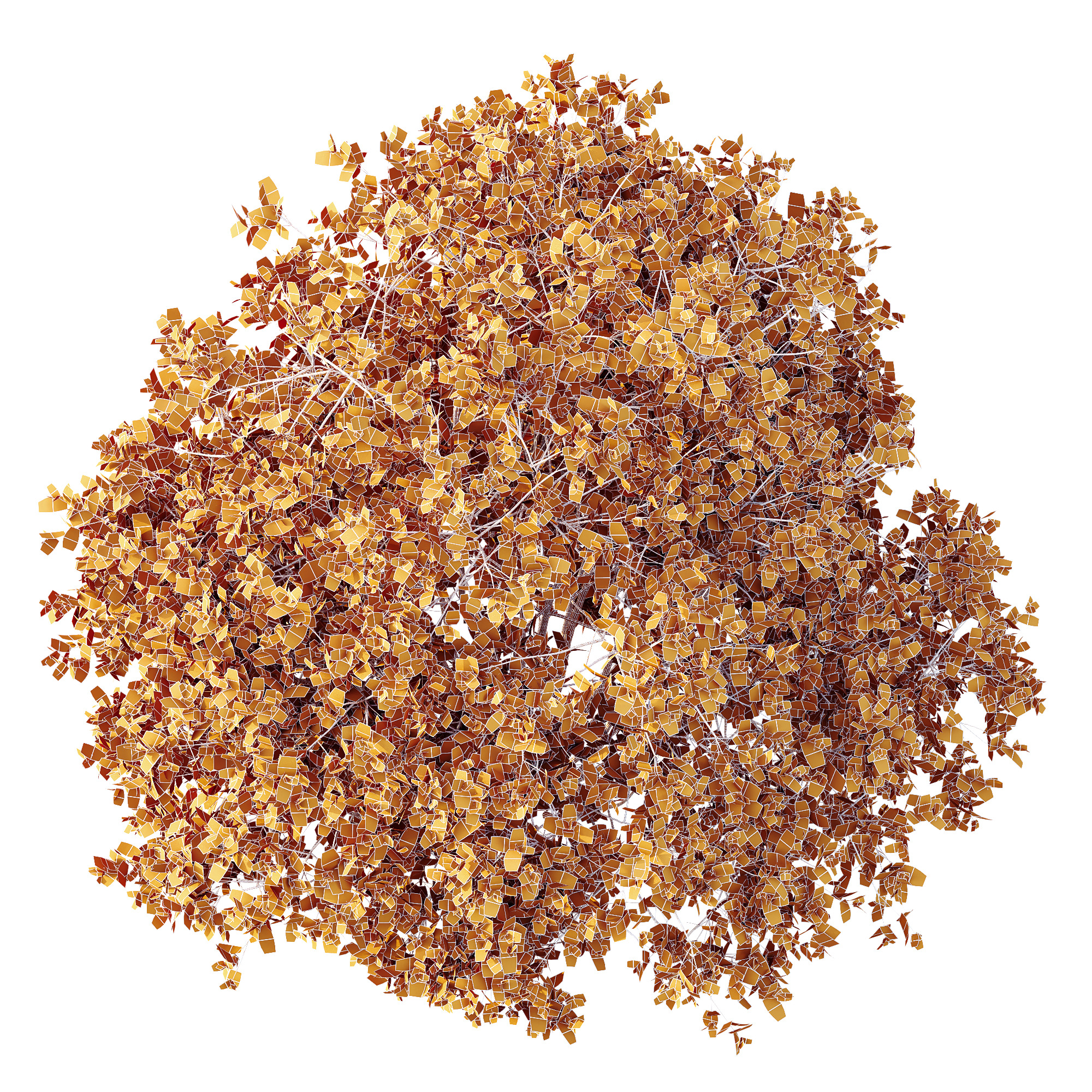 AV Plant Pittosporum Tobira Shrub Buxus Cheesewood02 3D model_3