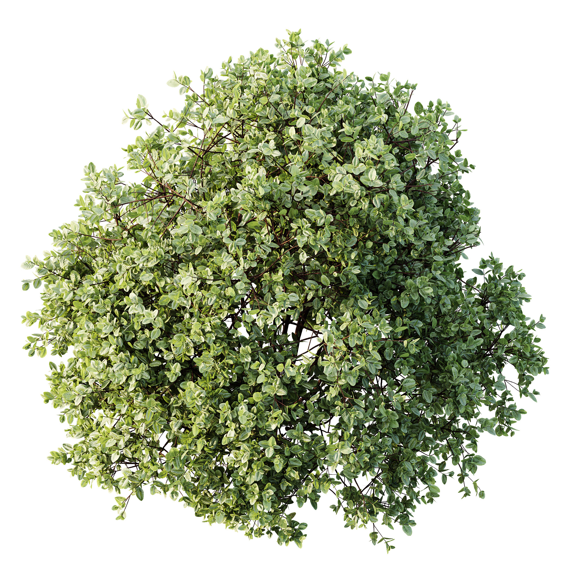 AV Plant Pittosporum Tobira Shrub Buxus Cheesewood02 3D model_1