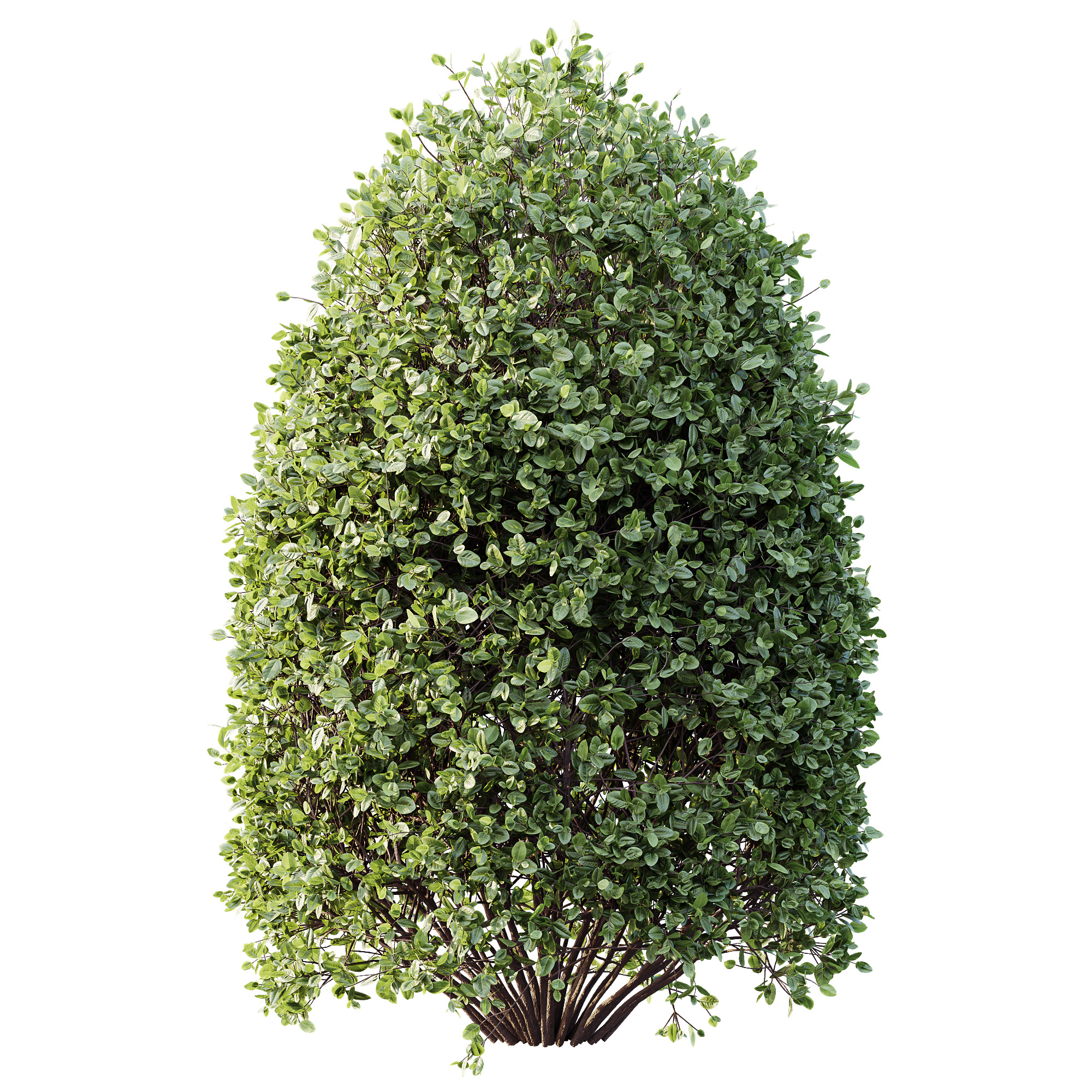 AV Plant Pittosporum Tobira Shrub Buxus Cheesewood03 3D model_1