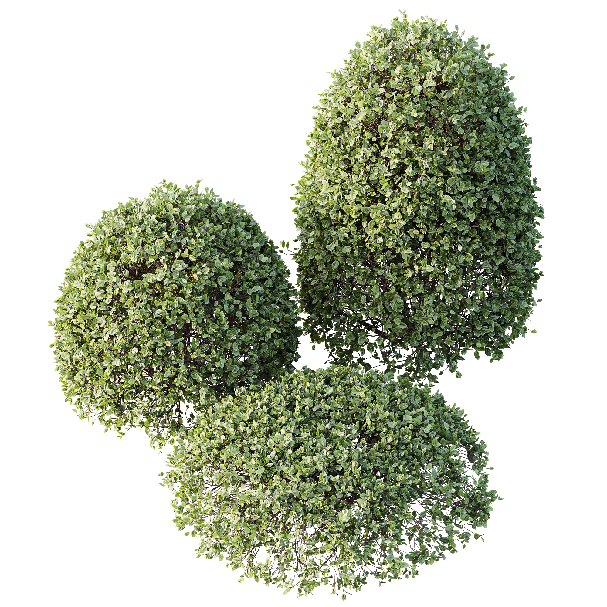 AV Plant Pittosporum Tobira Shrub Buxus Cheesewood03 3D model_2