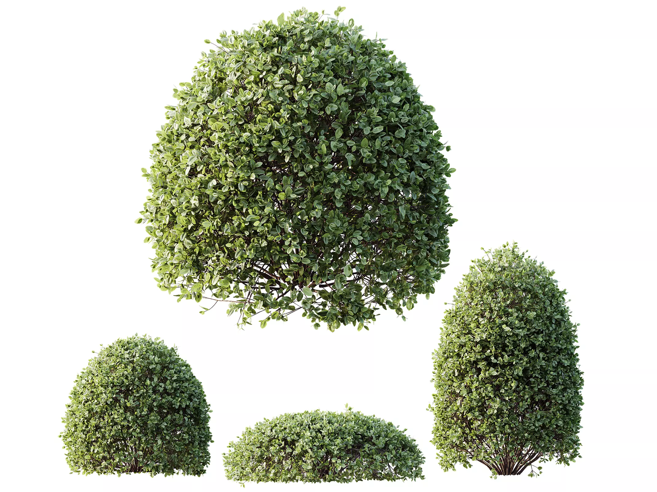 AV Plant Pittosporum Tobira Shrub Buxus Cheesewood03 3D model_0