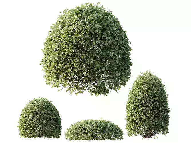 AV Plant Pittosporum Tobira Shrub Buxus Cheesewood03 3D model AV Plant Pittosporum Tobira Shrub Buxus Cheesewood03 3D model
