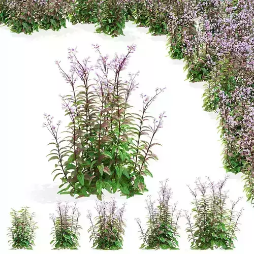  Penstemon digitalis flowers