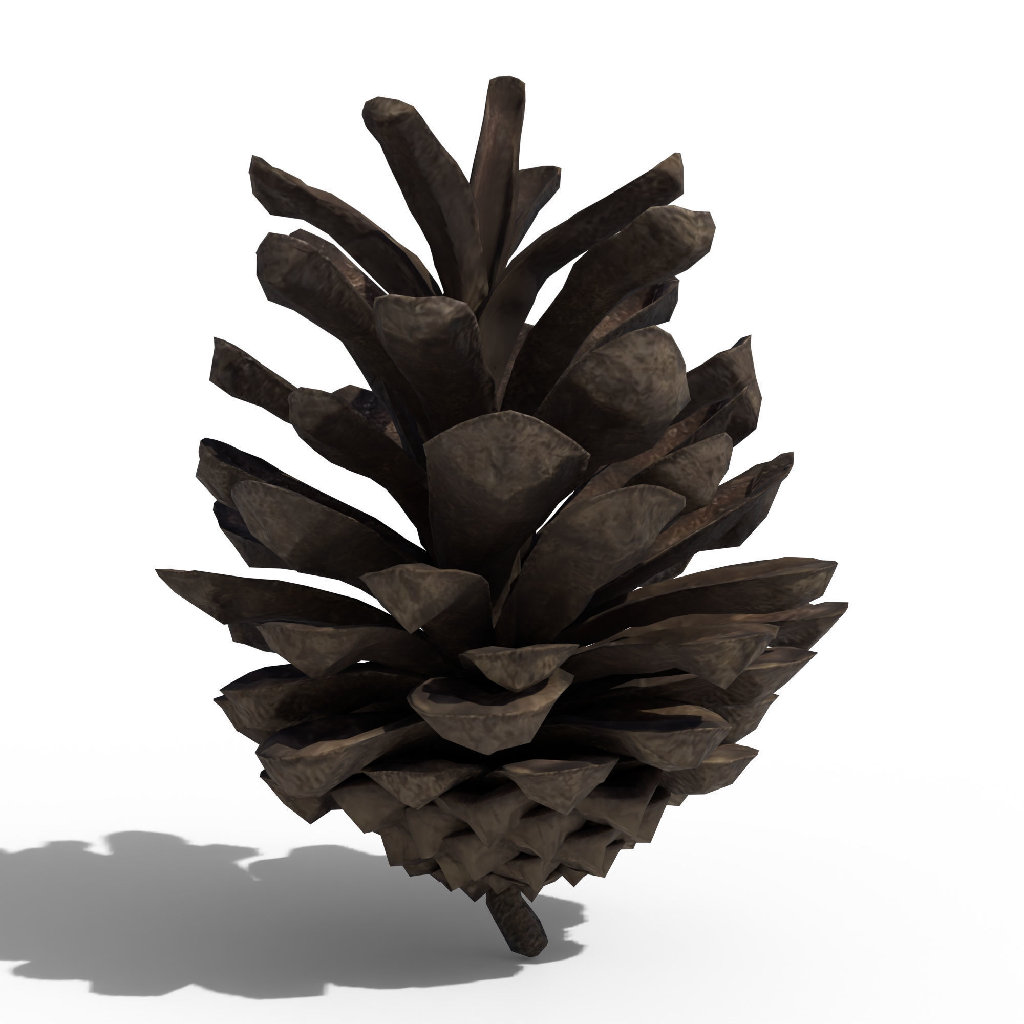 Pine Cone 3D model_7