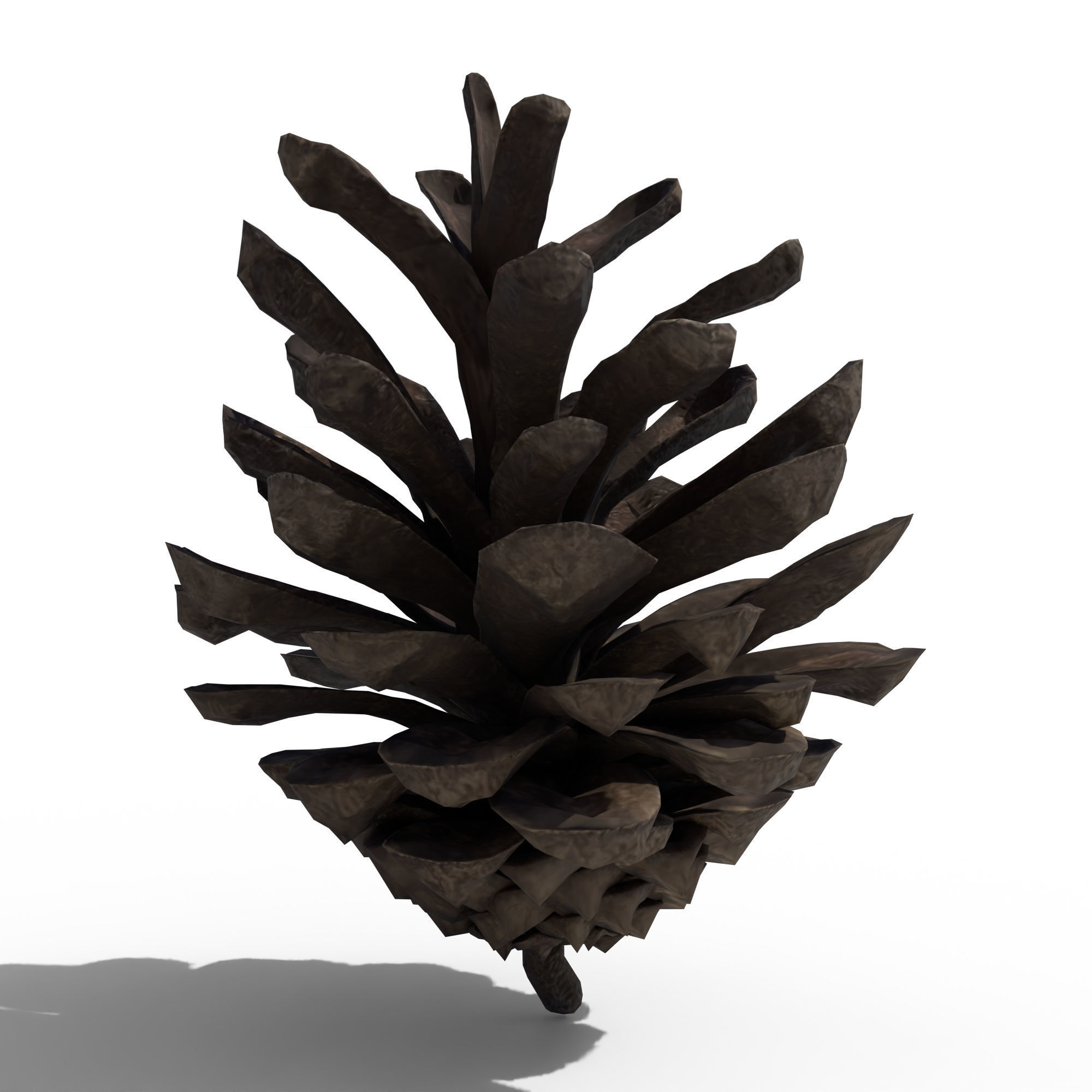 Pine Cone 3D model_6