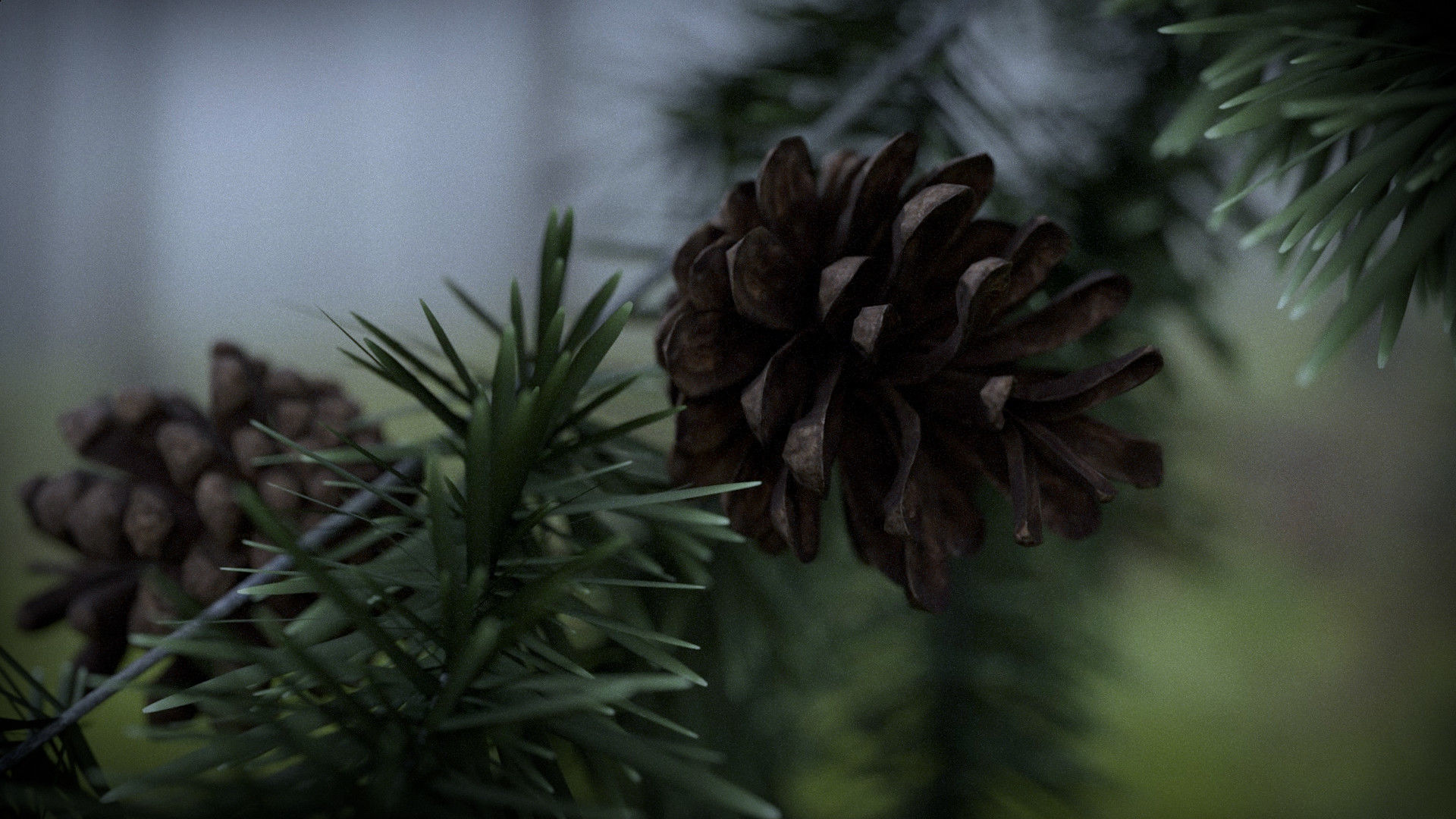 Pine Cone 3D model_14