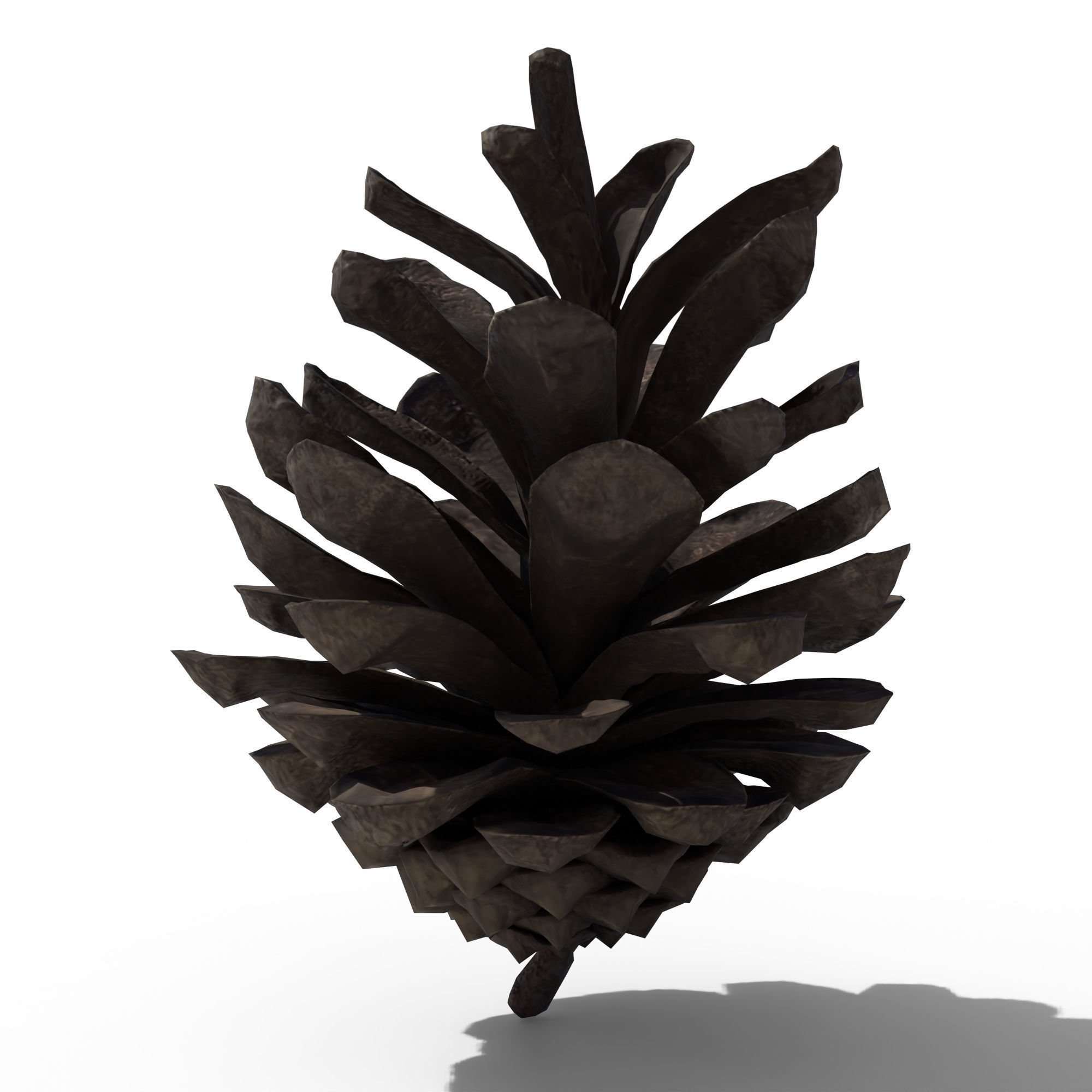 Pine Cone 3D model_3