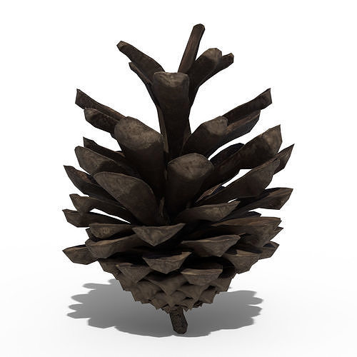 Pine Cone 3D model