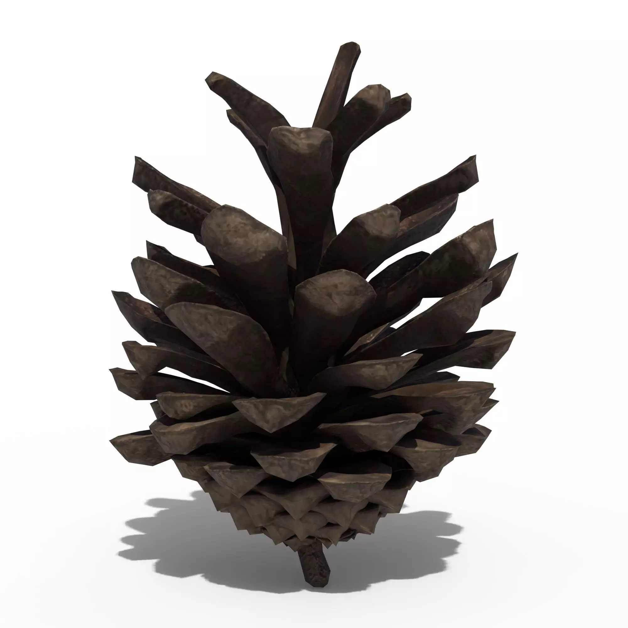 Pine Cone 3D model_0